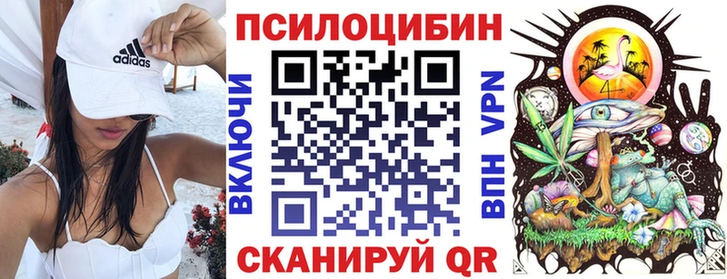 где найти   Курильск  Галлюциногенные грибы Psilocybine cubensis 