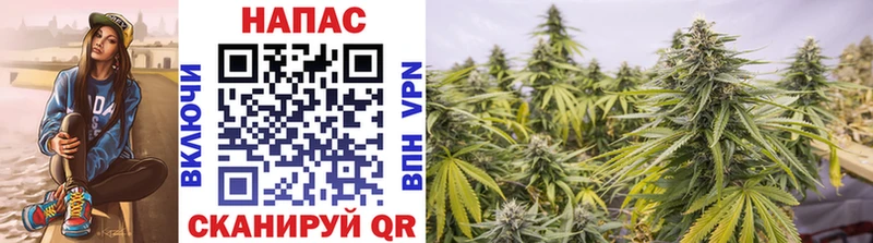 Каннабис индика  Курильск 